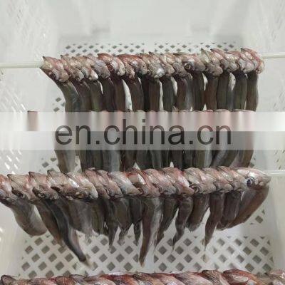 Wholesale One Night Dried Capelin Fish for Export photo-5