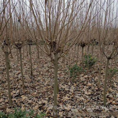 Magnolia Denudata Prices, Free Consultation, Base Quotation List photo-3