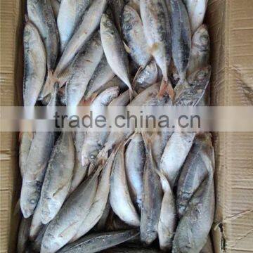 20 cm 25 cm Frozen Freeze Horse Mackerel