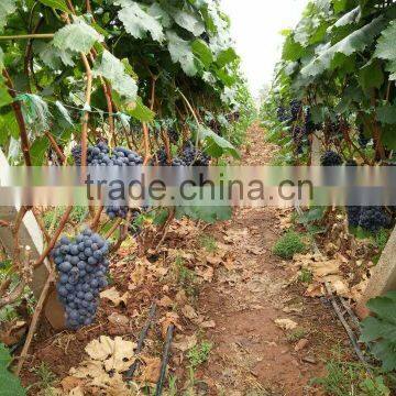 Chinese Fresh Black Globe Grape photo-6