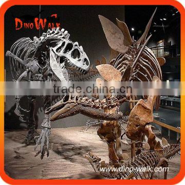 Plastic realistic allosaurus skeleton fossil, stegosaurus dinosaur skeleton fossil for sale