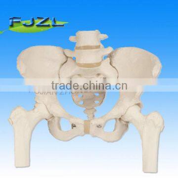 2015 medical human Pelvis Lumbar Spine and Femoral Head