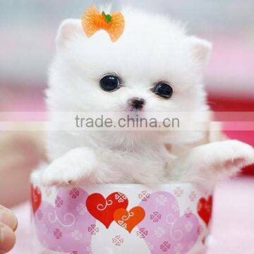 Wholesale Halloween Pumpkin Dog Pet Hair Bow With Rubber Bands photo-6