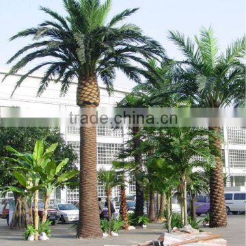 Outdoor canary date palm tree landscape palm tree factory