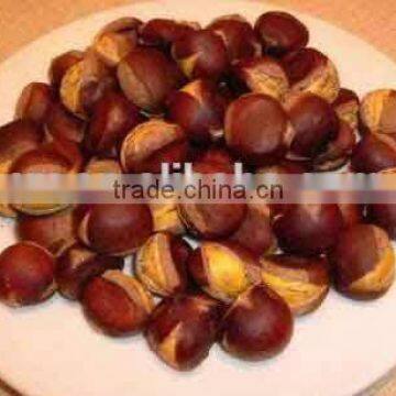 Good Price Fresh Chestnut for Sale in Dandong With Chinese Chestnuts Wholesale. Eating Chinese Chestnuts! photo-4