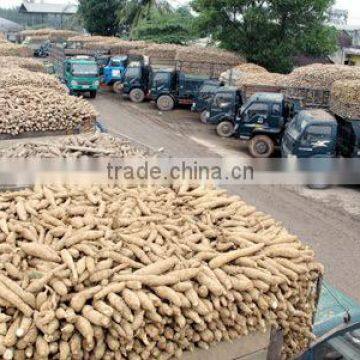 Native Cassava Starch photo-2