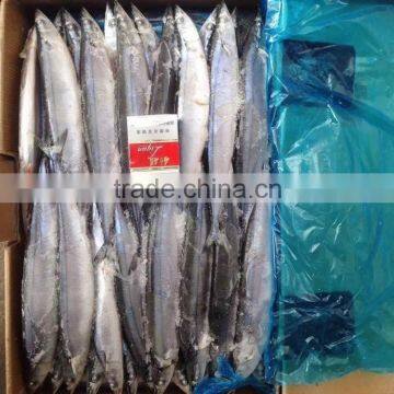 Frozen Pacific Saury (#1#2#3#4)