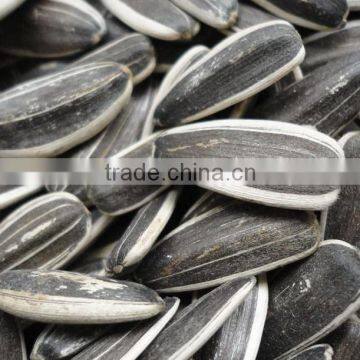 Hulled Sunflower Seeds 5009 With Good Quality photo-3