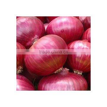 Fresh red onions