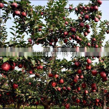Red Delicious Apple Huaniu Apple Fresh Red Delicious Apple photo-2