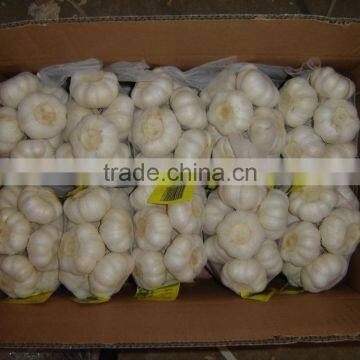 fresh garlic