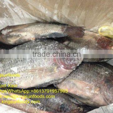 Whole Sale Good Price Frozen Farmed Raised W/R Tilapia Fish