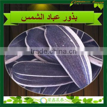 Hot Sell Chinese Raw Big Size White Long Sunflower Seeds