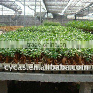 Ficus Mini Ginseng