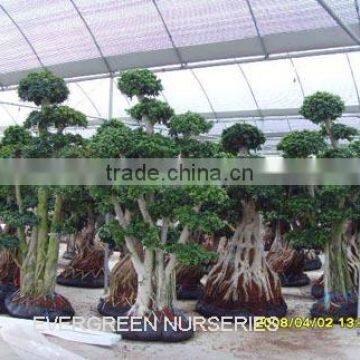 ficus bonsai tree