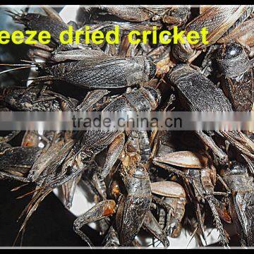 Whosale 2 cm Freeze Dried Crickets