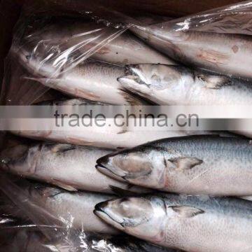 AAA QAULITY Frozen PACIFIC Mackerel photo-3