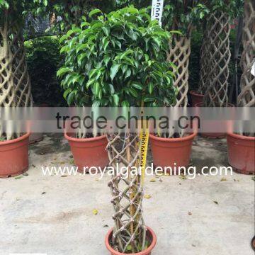 Ficus cage ficus benjamina high 110-200cm