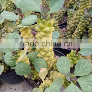 Monadenium Ritchei Ssp. Nyambense Variegata photo-2