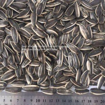 Sunflower Seeds at Best Price