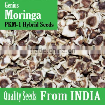 Bulk Moringa seeds for Large Scale Plantation