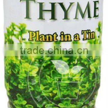 Can Flower Thyme,Tin Flower,,herb seeds in a tin