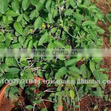 Organic Gymnema Sylvestre Leaves