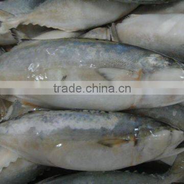 Frozen Fish Horse Mackerel