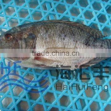 2016 New stock whole frozen fresh seafood priceGutted tilapia on sale