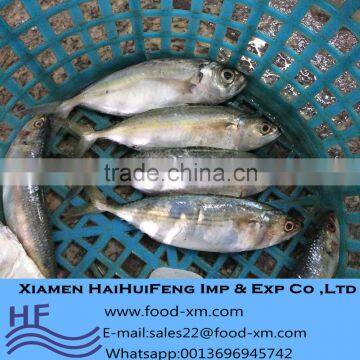 2016 New Catching indian mackerel frozen fish