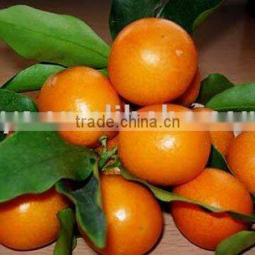 Mandarin orange (Chinese mandarin, Honey mandarin ,V-001)