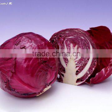 Price For Red Cabbage/fresh Cabbage/Chinese Red Cabbage For Hot Selling