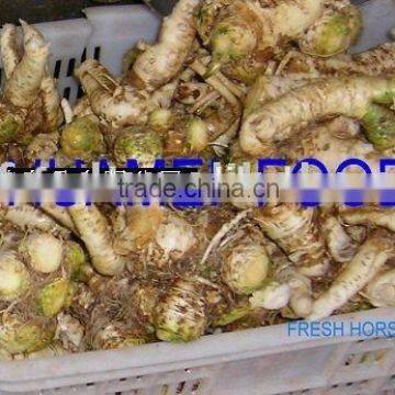 Fresh Horseradish photo-2