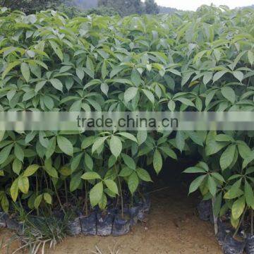 Gossampinus Malabarica Seedling photo-2