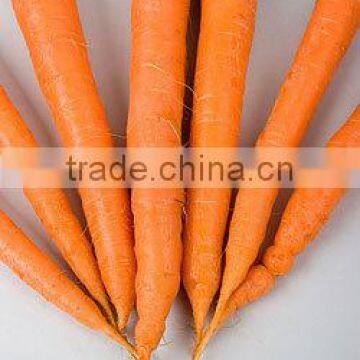 fresh Chinese carrot