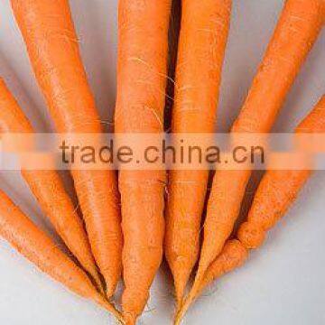 Fresh Chinese Carrot