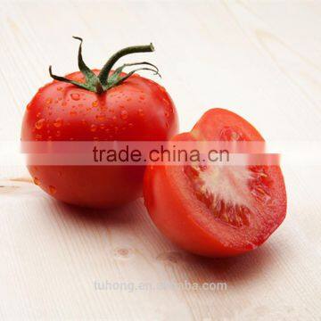 F1 Hybrid and TY Resistance Tomato Seed Early Mature with Unlimited Growth