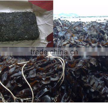 2015 New Shredded Kelp,Laminaria by Machine,food Grade,supplier in Fujian China
