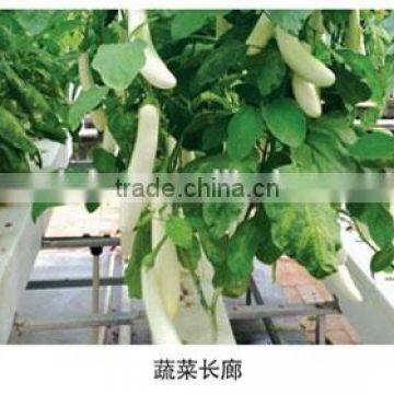 Multi-span Plastic Film Galvanized Greenhouse Agricola photo-2