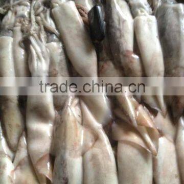 100-200g Frozen Japanese Squid photo-3