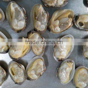 Frozen Whole Cleaned Sea Food Baby Clam With Shell photo-3
