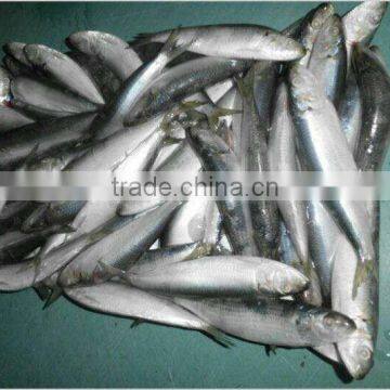 Professional whole sardine bait for sale