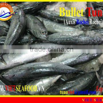 FROZEN BULLET TUNA W/R