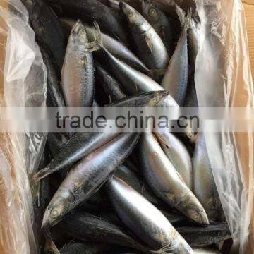 2016 Landing Sea Frozen Mackerel 250-300g photo-5