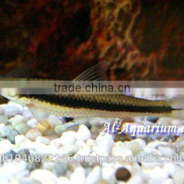 Siamese Algae Eater Fish For Sale / Aquarium Fish Thailand photo-2