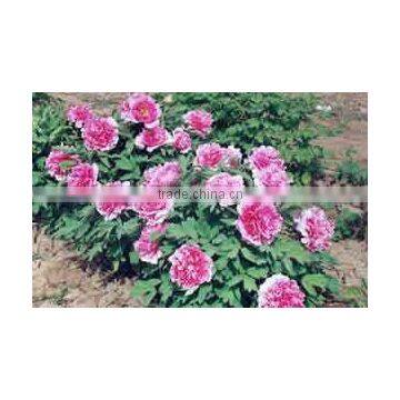 Shan Hu Tai 3 Years Old 3 BranchesTree Peony Plant Root photo-4