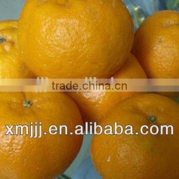 Citrus Fruits Orange Export Company photo-3