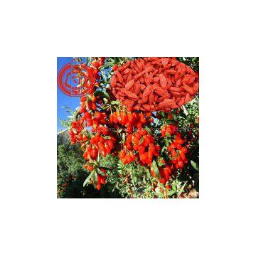 Goji FruitNingxia Dried Goji Berry Organic Goji Berries Wholesale photo-3