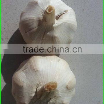 Garlic Wholesale Price Per Ton normal/Pure/peeled White Garlic