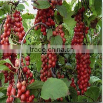 Schisandra Berries P.E/Magnolia-vine Extract/Fructus Schisandrae Chinensis/schisandra extract